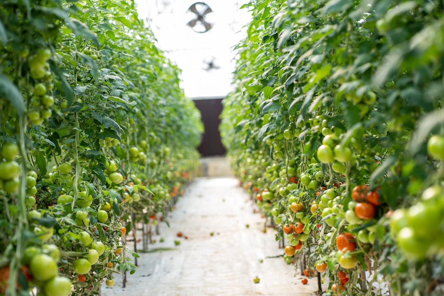 Warum österreichische Tomaten so gut schmecken
