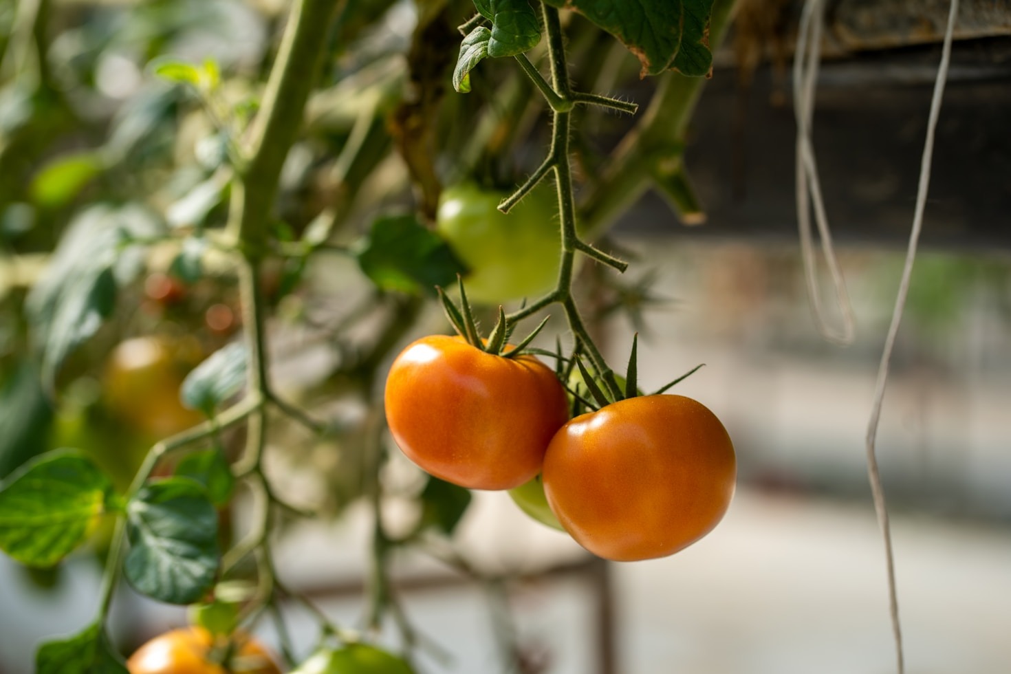 Ein Blick hinter die Kulissen unseres Tomatenanbaus