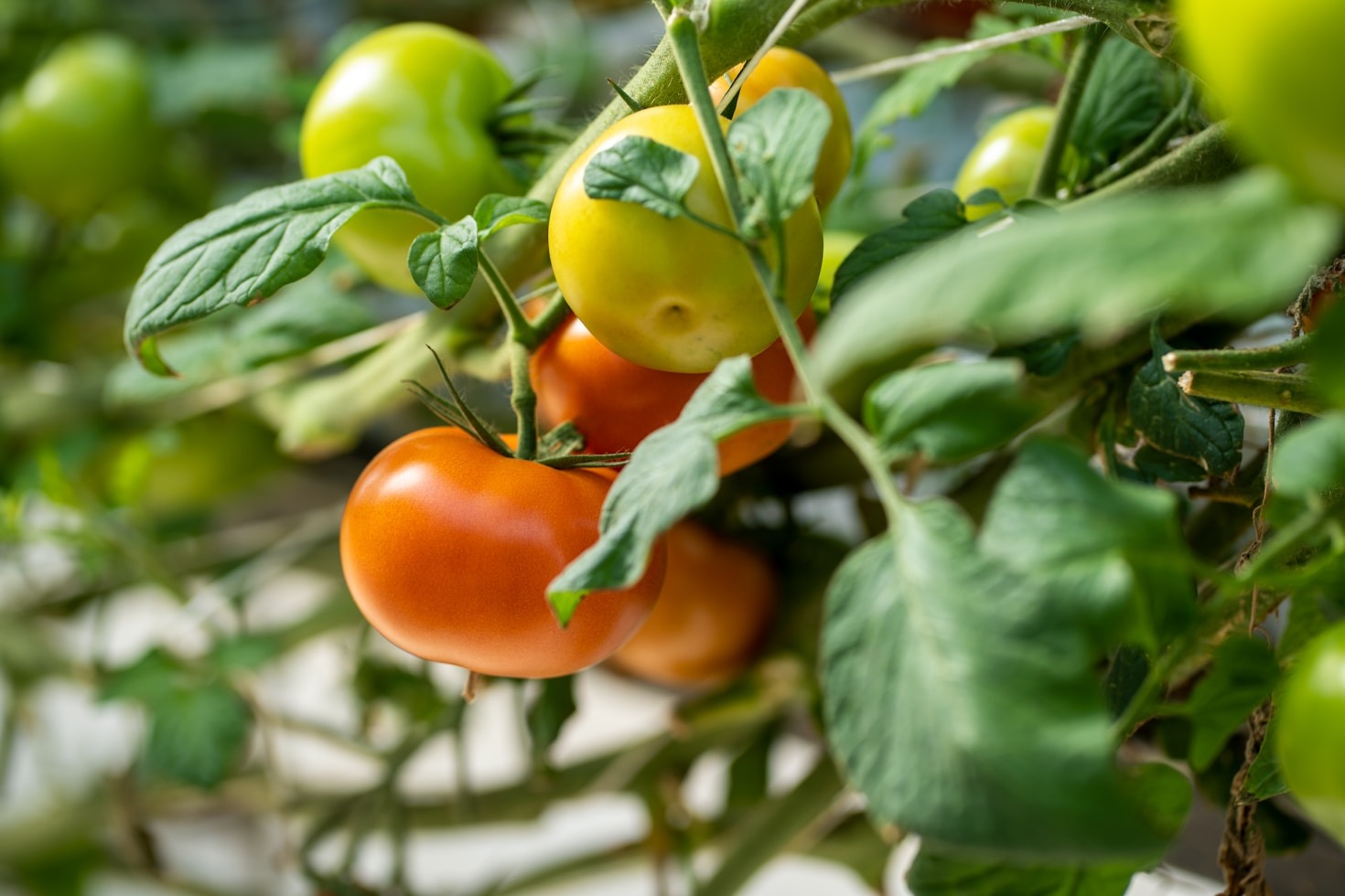 Wie wir hochwertige Tomaten in Österreich anbauen