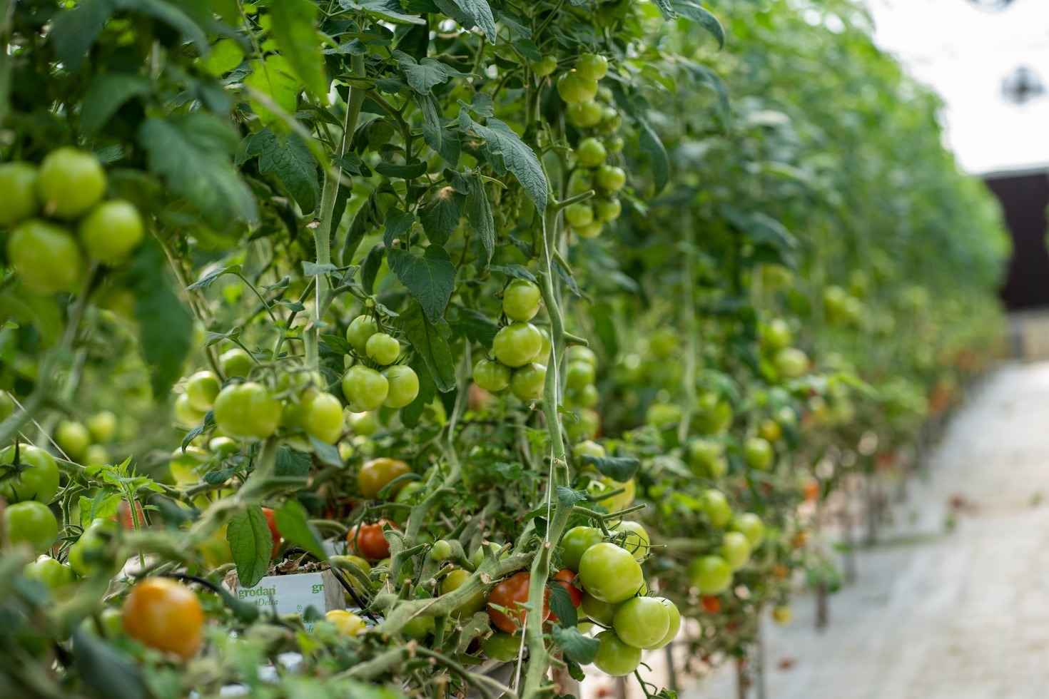 Frische und Qualität: Unsere Tomatenphilosophie