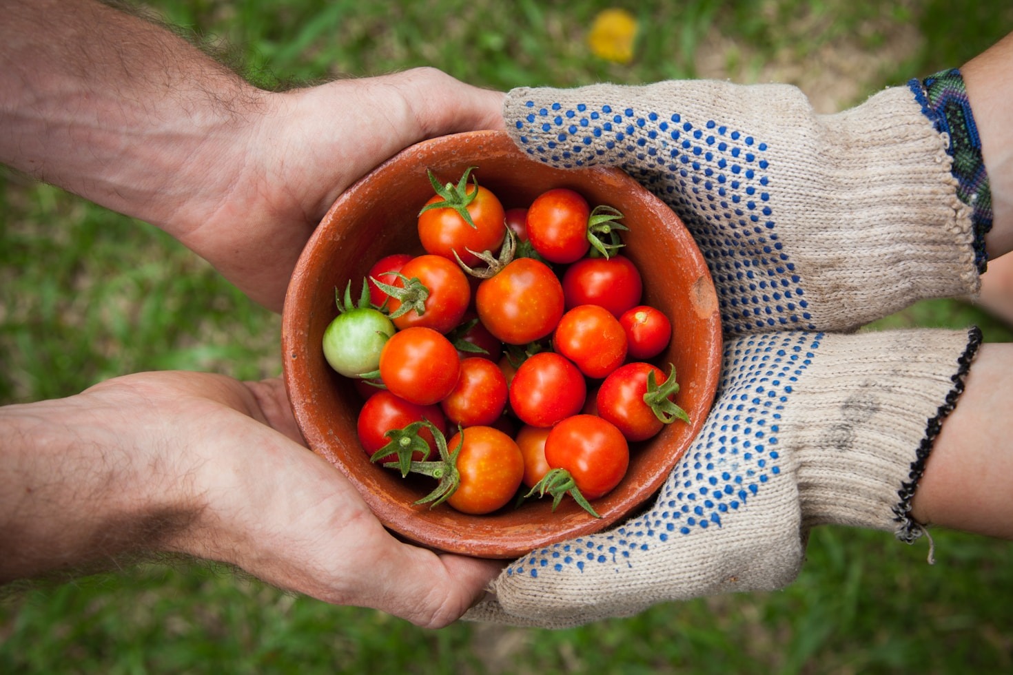 Die Geschichte unserer Tomatenproduktion